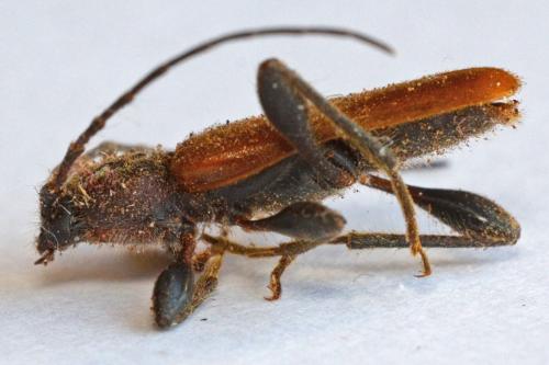 Réf. 299 573 : Phymatodes testaceus